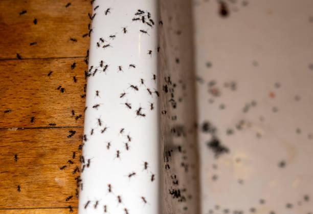 Best Pest Inspection Near Me  in Roslyn Estates, NY